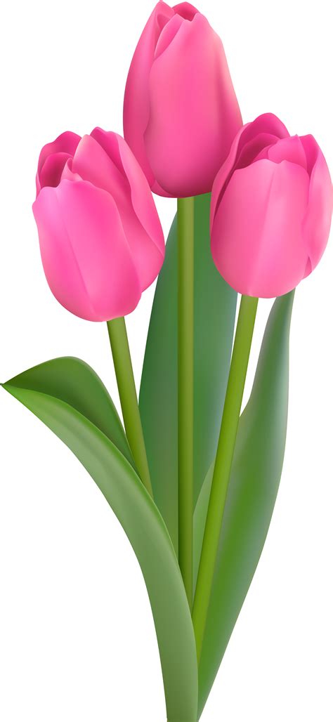 cartoon tulips pictures|tulips clip art.